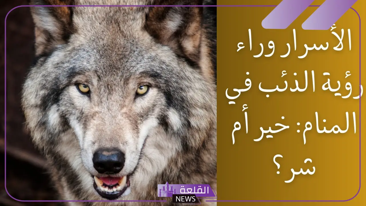 تفسير حلم الذئب يهاجمني في المنام لابن سيرين 5 أسرار تفسير حلم الذئب