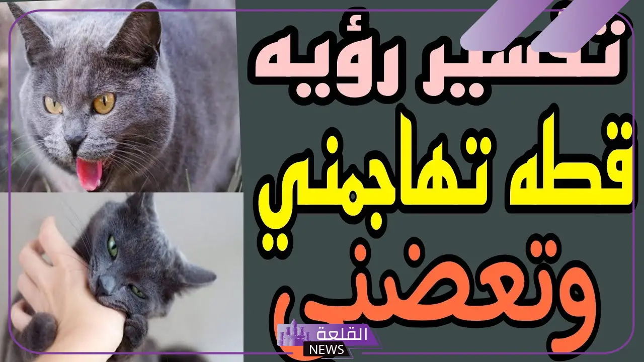 تفسير حلم قطة تهاجمني وتعضني في المنام للعزباء والمتزوجة