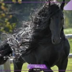 عبارات عن الخيل قصيرة.. كلمات في حب الخيل