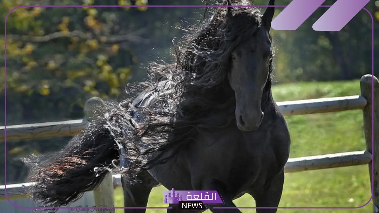 عبارات عن الخيل قصيرة.. كلمات في حب الخيل