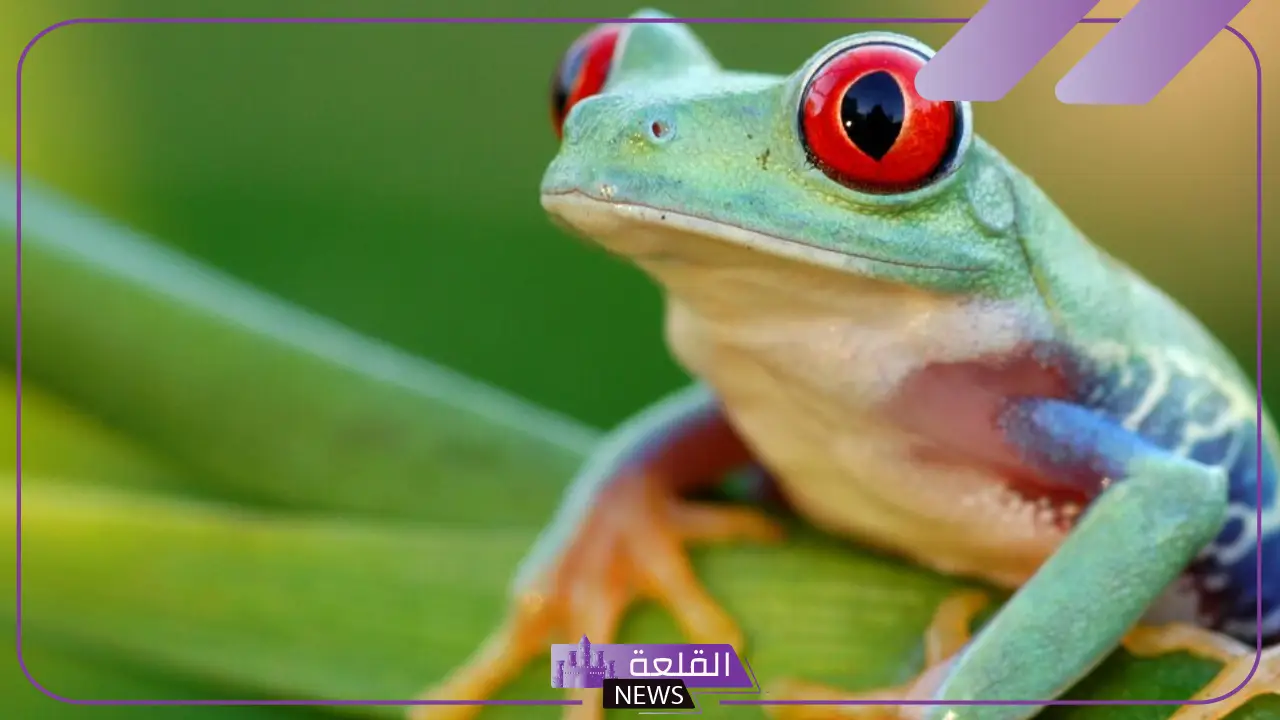 تفسير حلم الضفدع في المنام لابن سيرين للرجل والعزباء 5 الضفدع في منام العزباء