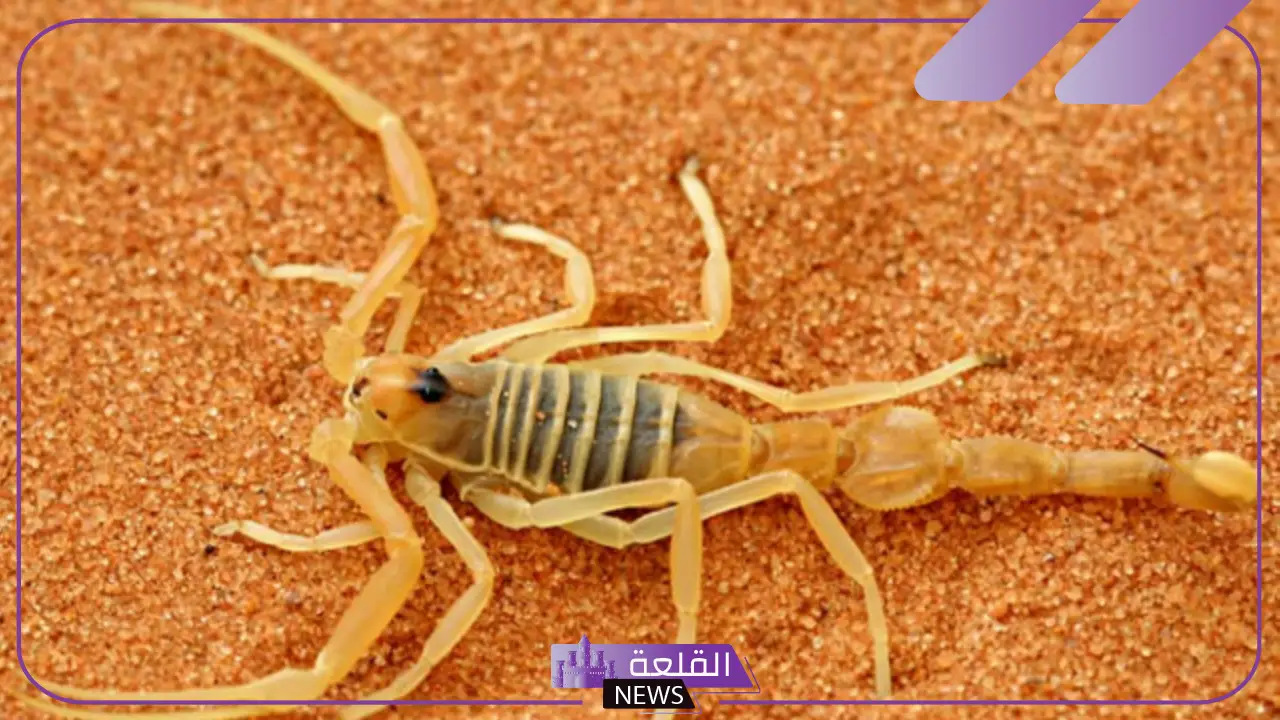 تفسير حلم العقرب الصفراء للرجل في المنام لابن سيرين 5 رؤية حلم العقرب الأصفر في المنام ماذا يعني للعزباء