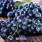 تفسير حلم العنب في المنام لابن سيرين للعزباء والمطلقة والحامل