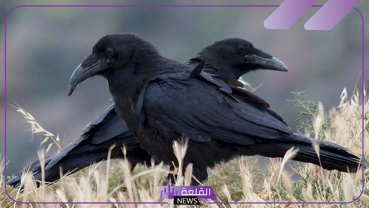 تفسير حلم الغراب في المنام لابن سيرين…على ماذا يرمز الغراب في الحلم؟ 6 الغراب في المنام ما بين الخير والشر