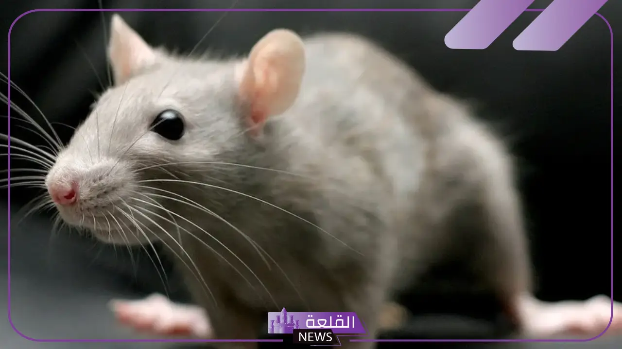 تفسير حلم الفار الأسود في المنام داخل البيت لابن سيرين 5 الفأر الأسود لابن سيرين