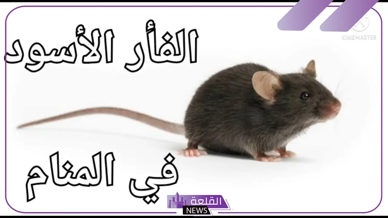 رؤية الفأر الأسود في المنام