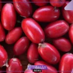تفسير حلم رؤية البلح في المنام لابن سيرين.. حلمت ان شخص أعطاني بلح