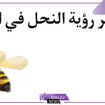 تفسير حلم رؤية النحل في المنام لابن سيرين وعلاقته بالخير