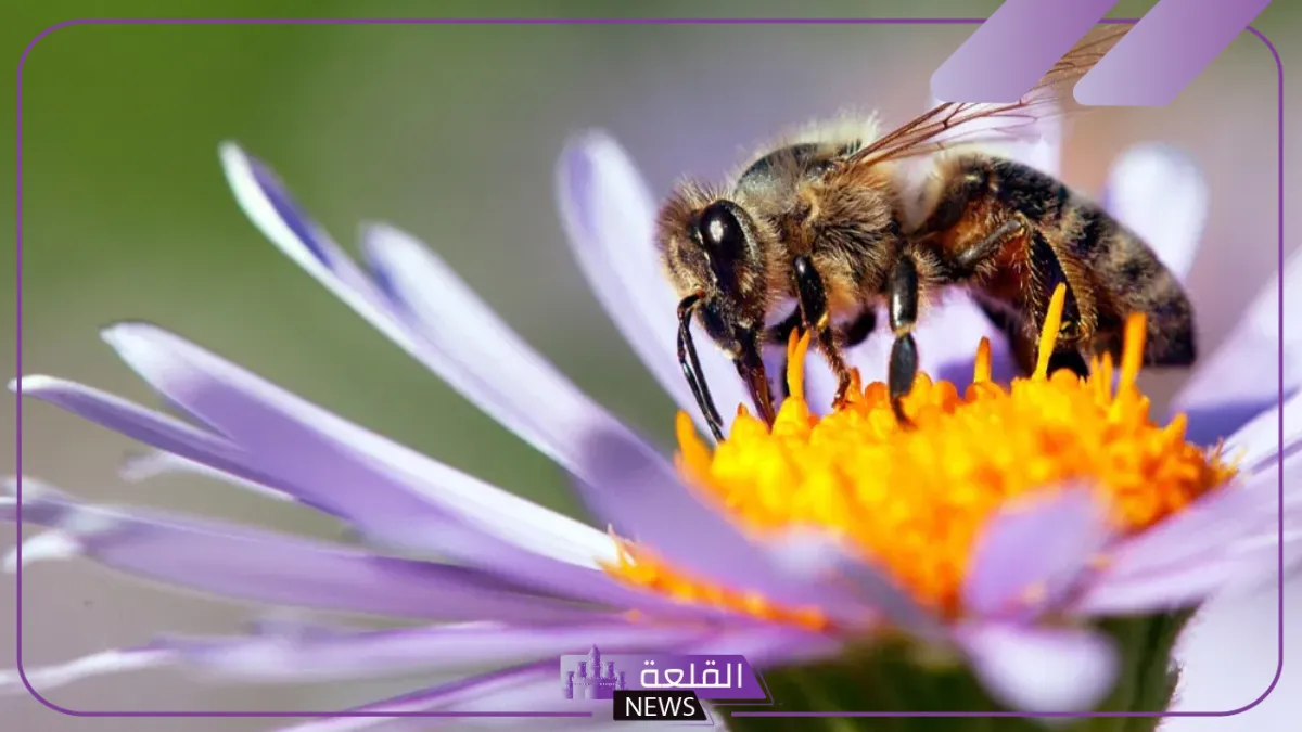 تفسير حلم رؤية النحل في المنام لابن سيرين وعلاقته بالخير 5 رؤية النحل في المنام للرجل