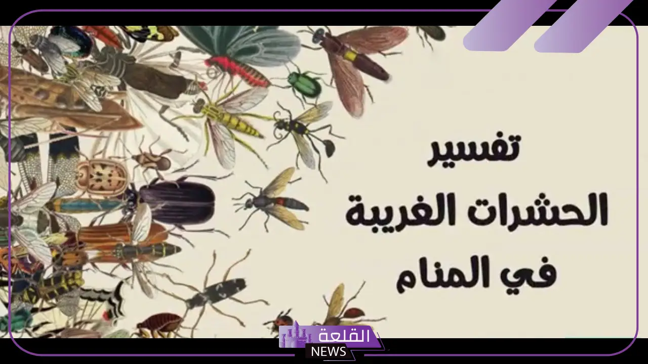 تفسير حلم الحشرات في منام المتزوجة لابن سيرين 6 تفسير رؤية الحشرات في منام المتزوجة والحامل وفي المنزل وعلى الفراش
