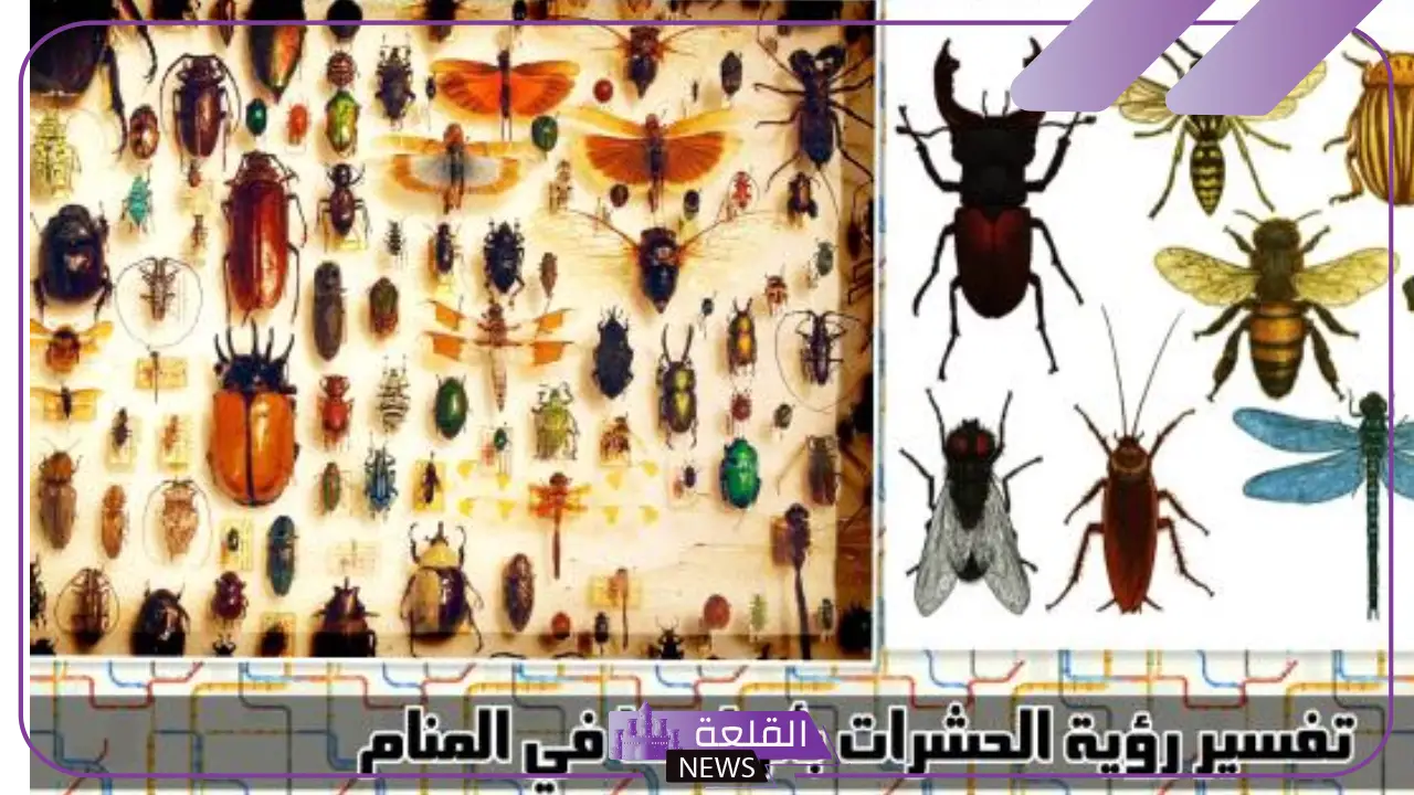 تفسير حلم الحشرات في منام المتزوجة لابن سيرين 5 تفسير رؤية الحشرات بأنواعها في المنام