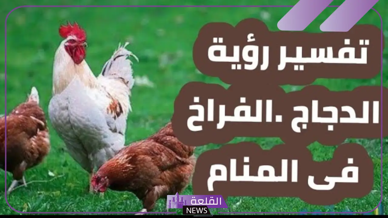 تفسير رؤية الدجاج في المنام لابن سيرين.. دلالة رؤية الدجاج
