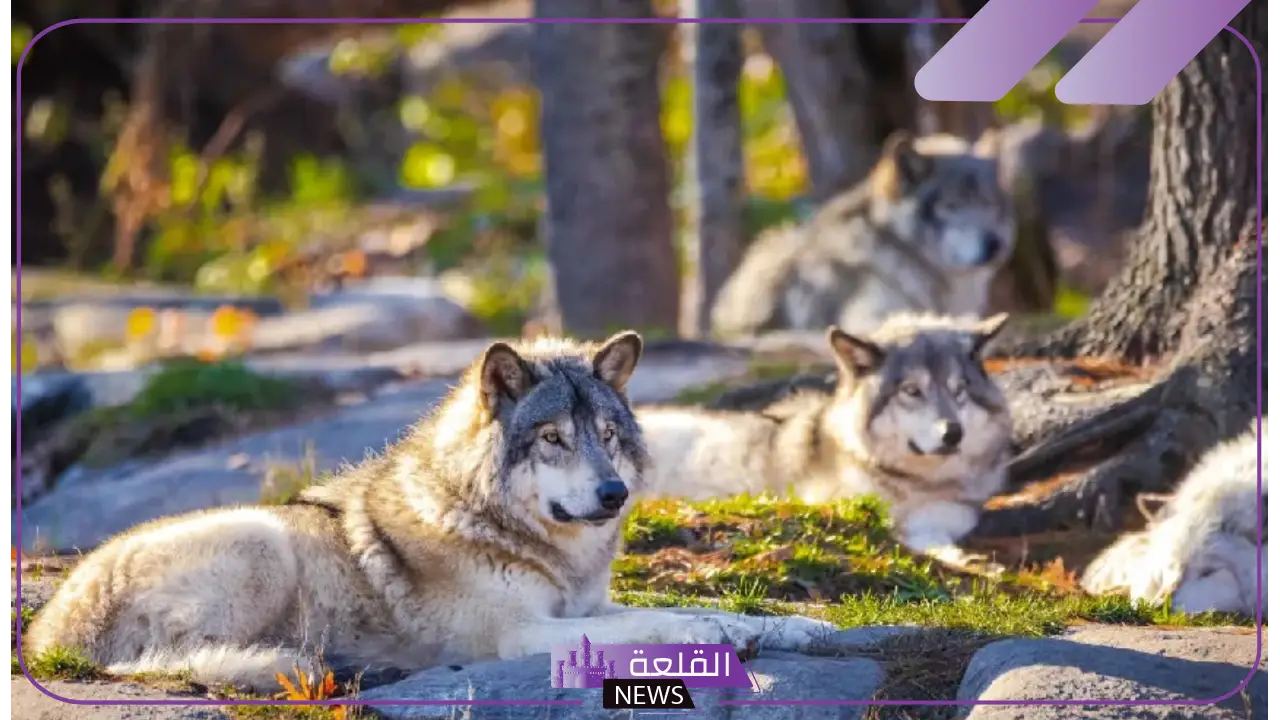 تفسير حلم الذئب يهاجمني في المنام لابن سيرين 6 الذئب في حلم المرأة ماذا يعني