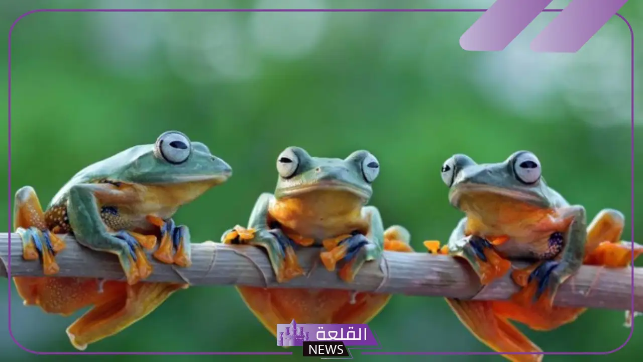 تفسير حلم الضفدع في المنام لابن سيرين.. رمز الضفدع في الحلم تفسير حلم الضفدع في المنام لابن سيرين.. رمز الضفدع في الحلم