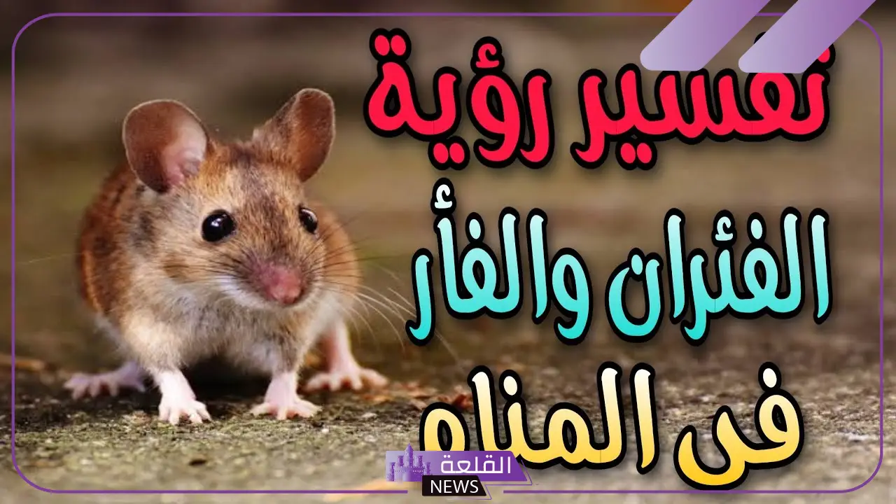 معنى ظهور الفئران في المنام