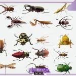 تفسير حلم الحشرات في المنام لابن سيرين للعزباء والمتزوجة