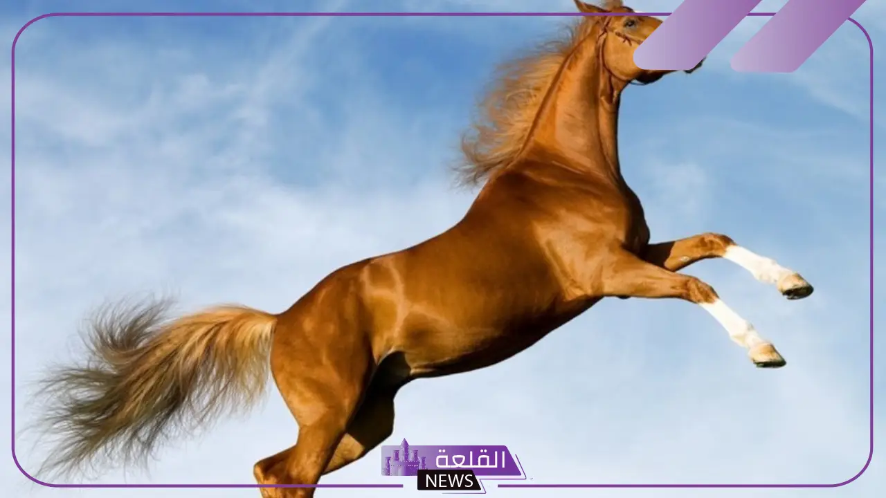 تفسير حلم الحصان البني في المنام لابن سيرين 6 رؤية حصان بني وتفسيرة لابن سيرين