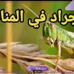 تفسير حلم الجراد في المنام وعلاقته بكثرة المشاكل والهموم
