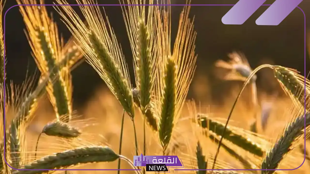 تفسير حلم القمح في المنام لابن سيرين.. دلالة رؤية سنابل القمح 5 القمح في المنام ماذا يعني