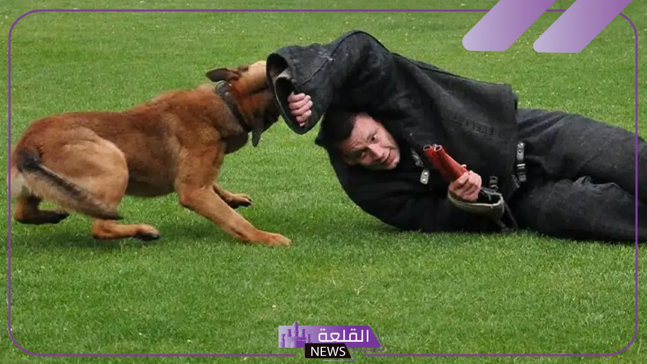 تفسير حلم عضة الكلب في المنام لابن سيرين والنابلسي 6 تفسير ابن سيرين والنابلسي وابن شاهين لحلم عضة الكلب