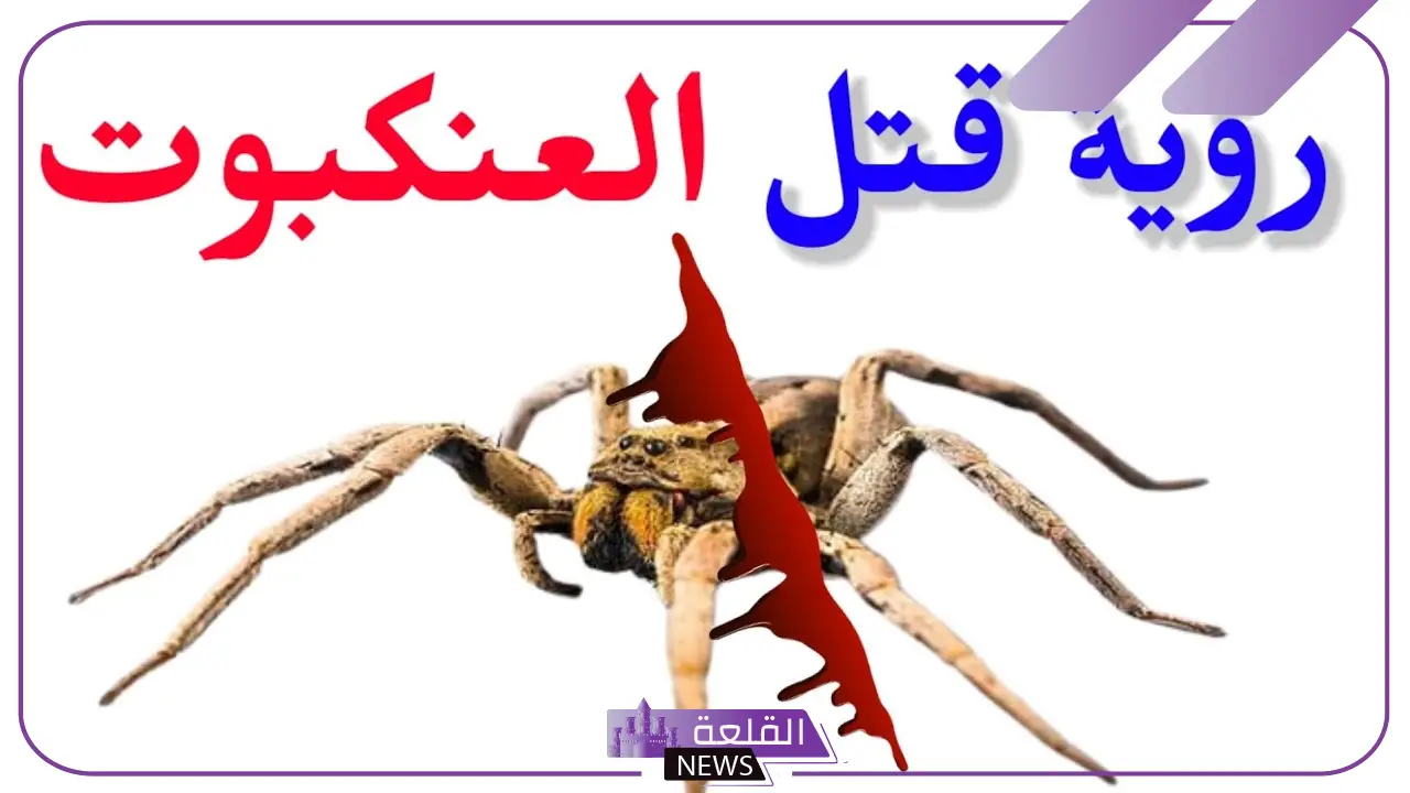 تفسير حلم العنكبوت الاسود في المنام لابن سيرين 6 العنبكوت الأسود في المنام للعزباء