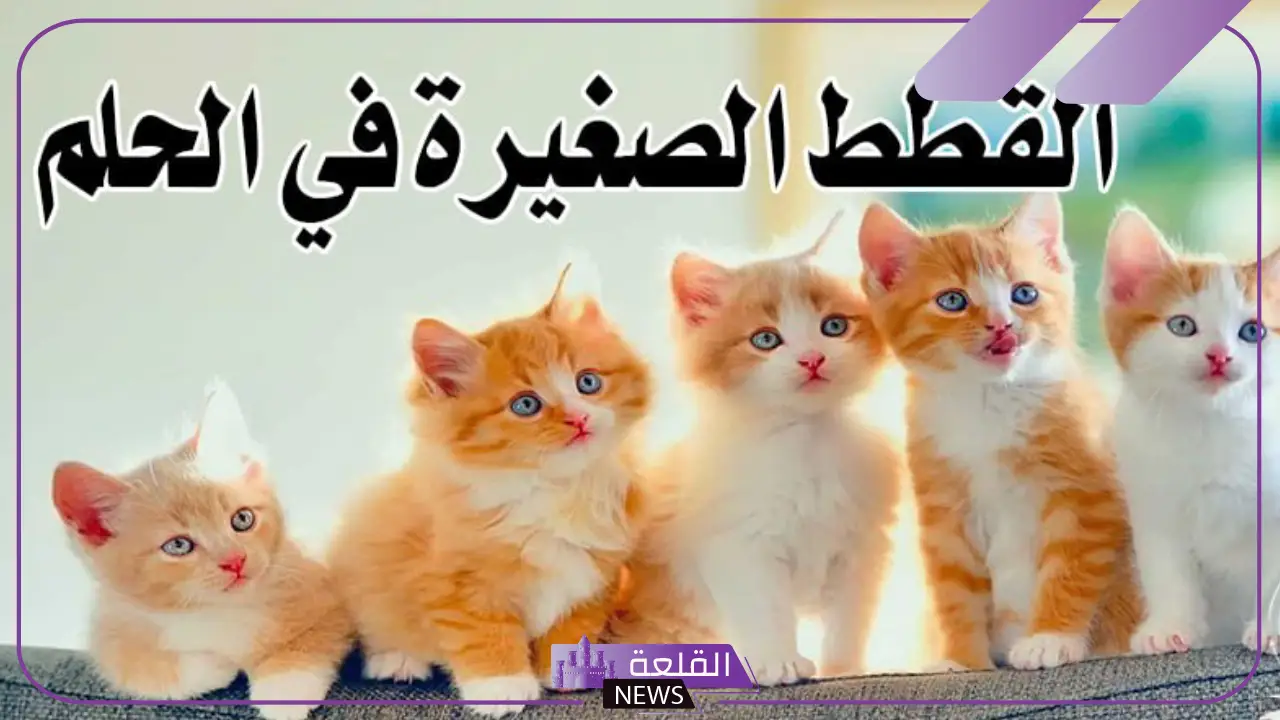 تفسير حلم القطط الصغيرة في المنام لابن سيرين.. دلالة رؤية القطط الصغيرة