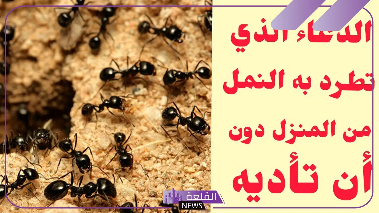 دعاء طرد النمل .. أقوى دعاء لطرد النمل والحشرات من المنزل