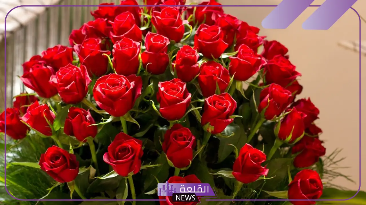 عبارات عن الورد الأبيض جميلة.. أجمل كلام عن الورد 6 عبارات عن الورود الحمراء والبيضاء