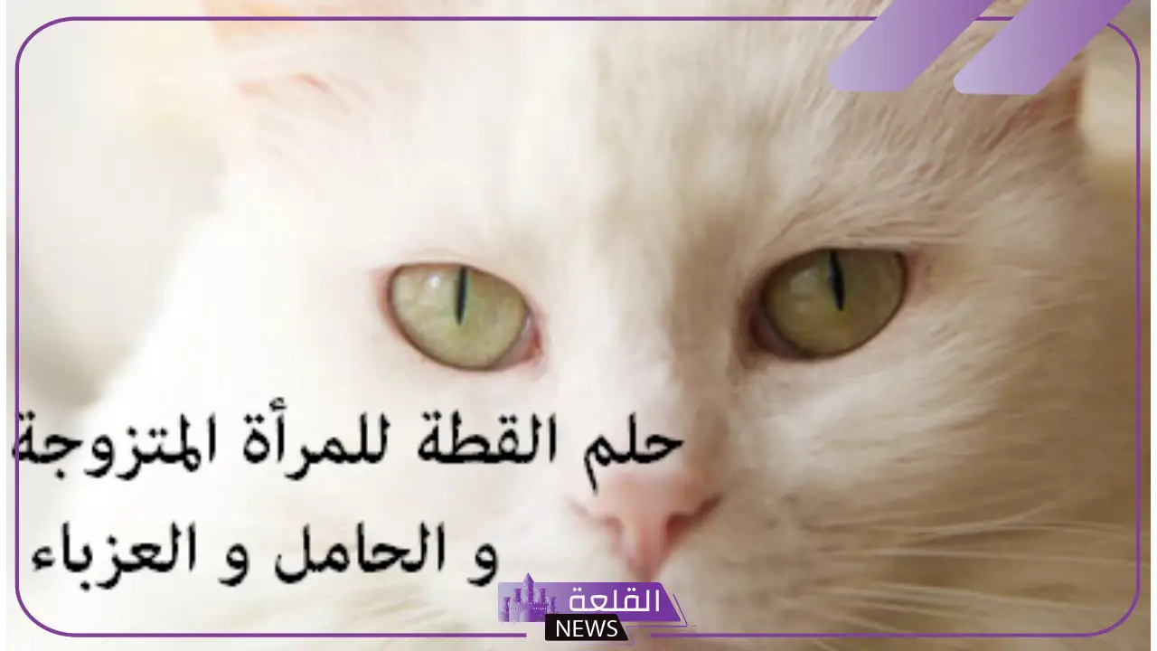 تفسير حلم قطة تهاجمني وتعضني في المنام لابن سيرين