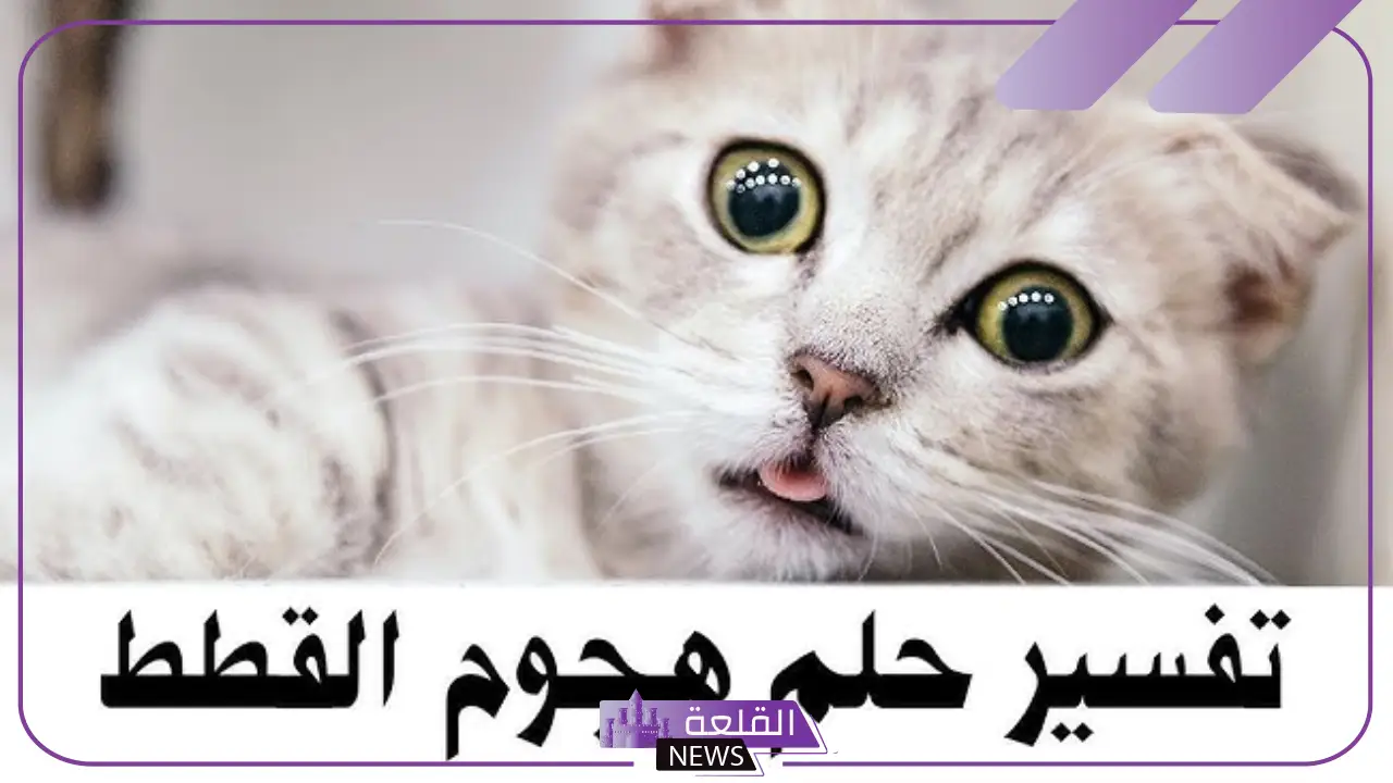 تفسير حلم قطة تهاجمني وتعضني في المنام لابن سيرين 6 رؤية القطة تهجم على الحامل في الحلم