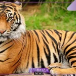 تفسير حلم النمر في المنام يهاجمني لابن سيرين للعزباء والمتزوجة