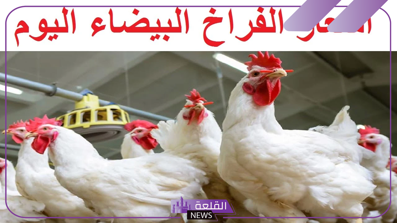 بكم الكيلو اليوم.. أسعار الفراخ البيضاء اليوم والبيض في مصر 23 أكتوبر 2024 5 سعر كرتونه البيض الأبيض