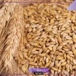 أسعار أكتوبر.. الأسعار الجديدة لطن الأرز الشعير اليوم الثلاثاء 1 أكتوبر 2024