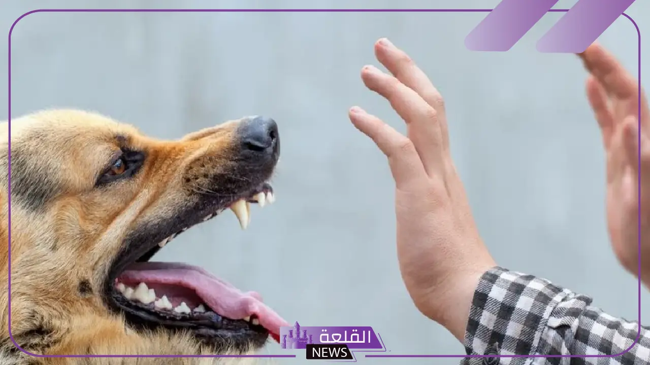 وزارة الصحة.. الكلاب هي السبب الرئيسي بإصابة 90% من الحالات بمرض السعار 5 تعلن وزارة الصحة ان السبب الرئيسي للسعار الكلاب