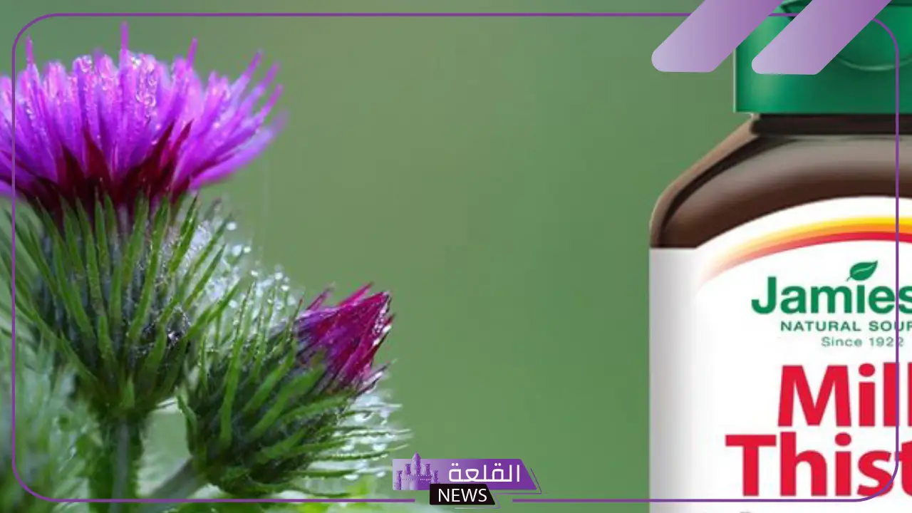 تجربتي مع حليب الشوك للكبد بالفوائد والأضرار 6 مخاطر استخدام حليب الشوك