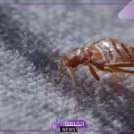 لماذا ينتشر البق؟.. اعرف سبب ظهور حشرة البق في المنزل وطرق التخلص منها