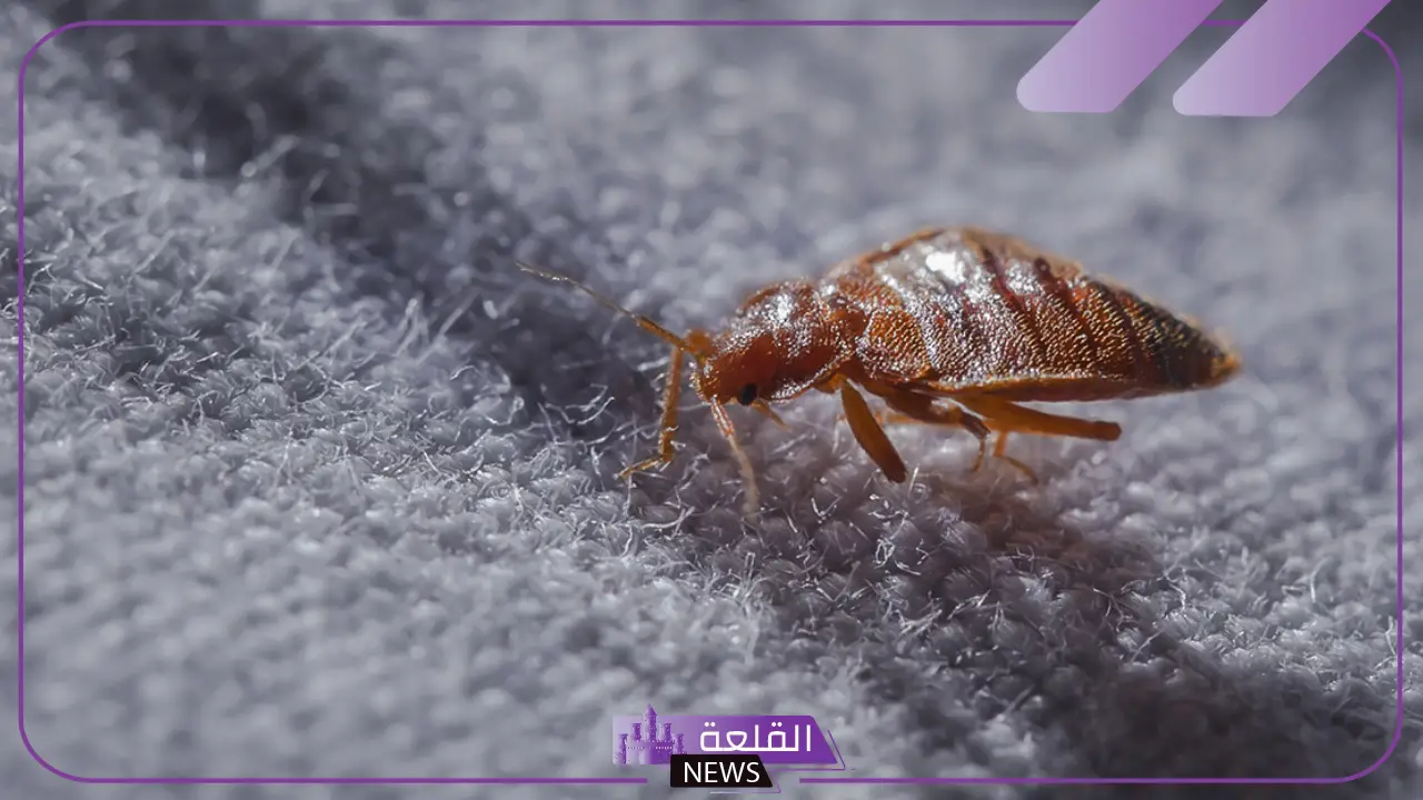 لماذا ينتشر البق؟.. اعرف سبب ظهور حشرة البق في المنزل وطرق التخلص منها