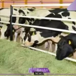 في هذا الموعد.. توضيح موعد صرف دعم المواشي بالضوابط والشروط 1446