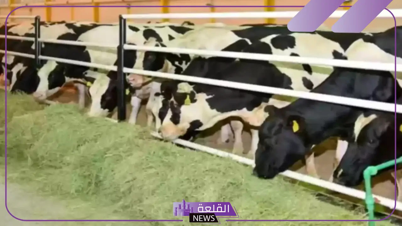 في هذا الموعد.. توضيح موعد صرف دعم المواشي بالضوابط والشروط 1446