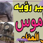 تفسير حلم رؤية الجاموس في المنام للعزباء والمتزوجة لابن سيرين