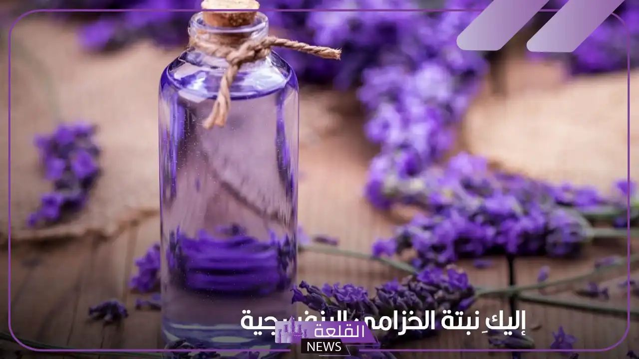 تجربتي مع الخزامى للمنطقة الحساسة للاستخدام الليلي 5 طريقة الخزامي بالفوطة