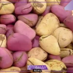 تجربتي مع القورو وهل يظهر في تحليل المخدرات