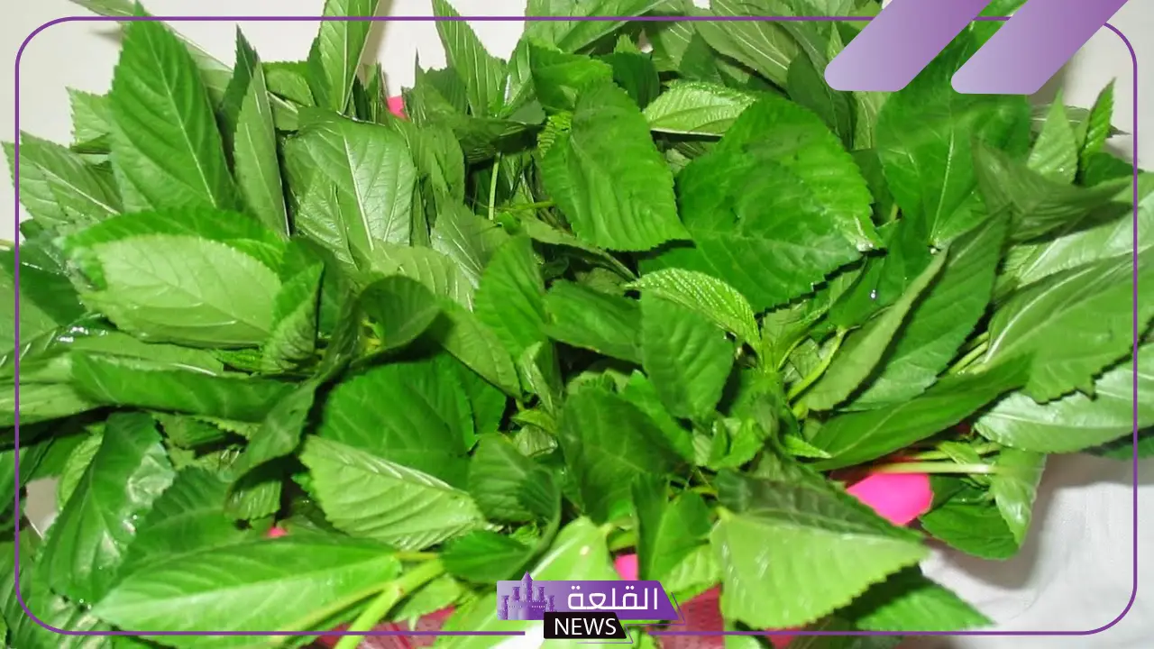 تفسير رؤية الملوخية في المنام وعلاقته باستقرار الحياة الزوجية 6 الملوخية في منام العزباء