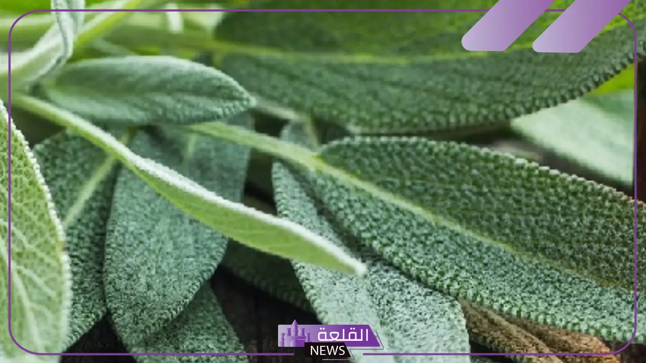 تجربتي مع الميرمية للحمل بالفوائد والأضرار وطريقة الاستخدام 5 استخدام الميرمية للحمل