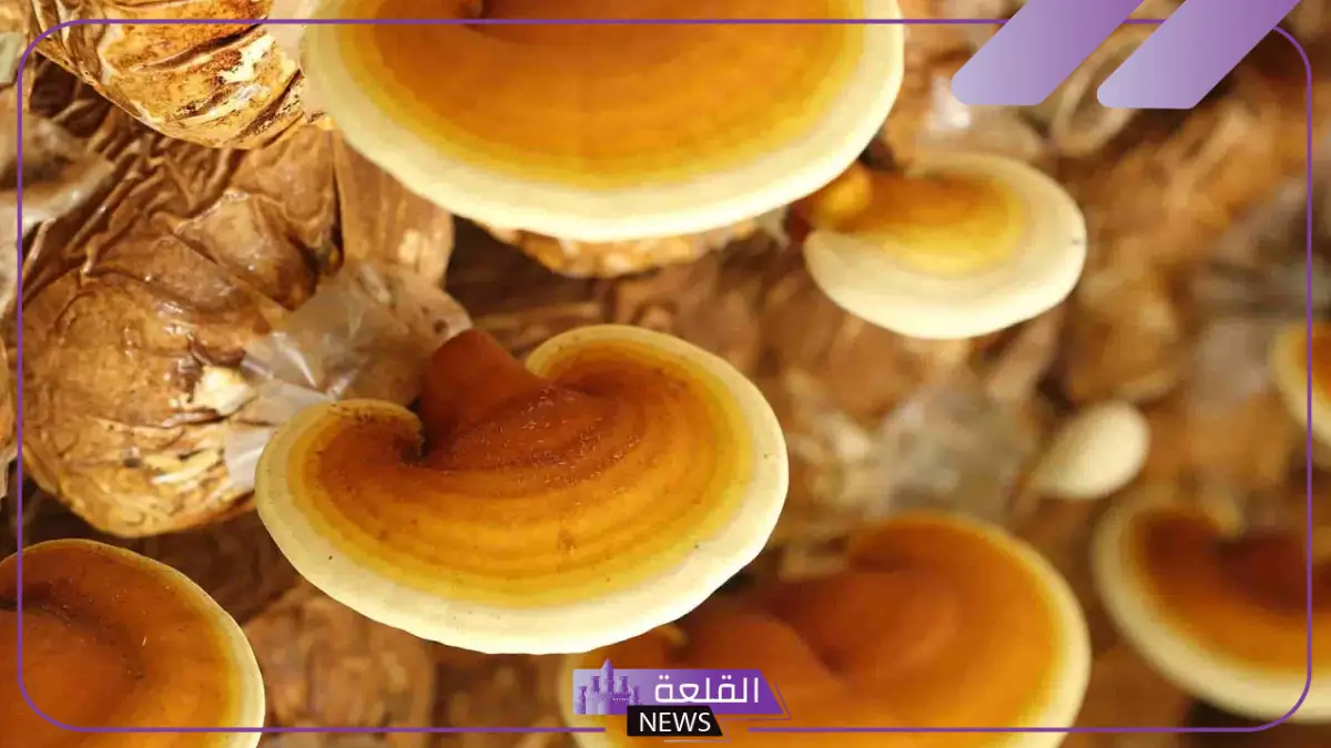 تجربتي مع فطر الريشي بالفوائد .. كيف يتم استعمال الفطر الريشي 6 استخدام الفطر الريشي
