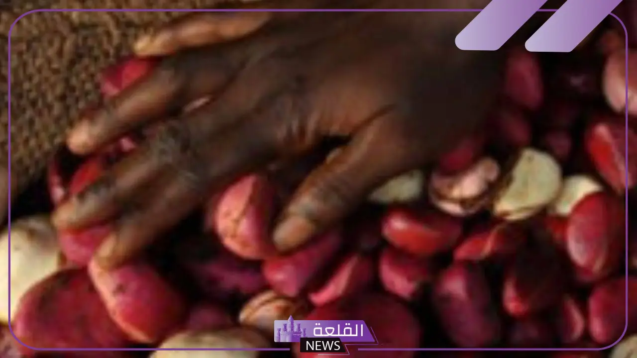 تجربتي مع القورو وهل يظهر في تحليل المخدرات 5 فوائد القورو