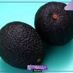تجربتي مع الليمون الأسود للتنحيف في أسبوع واحد
