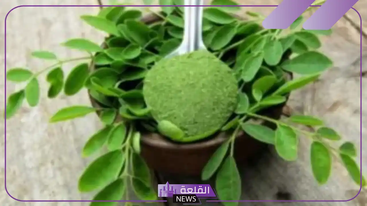 تجربتي مع المورينجا للشعر لحمايته من الضرر 6 طريقة استخدام عشبة المورينجا للشعر
