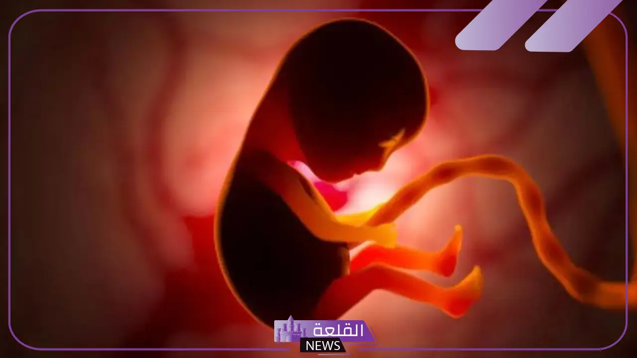 تجربتي مع توقف نبض الجنين لمدة أيام 5 توقف نبض الجنين