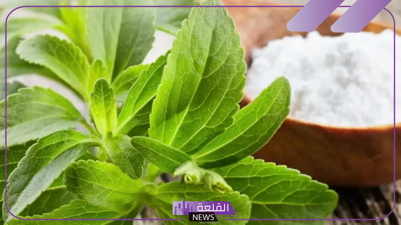 تجربتي مع سكر ستيفيانا بدلًا من السكر العادي 6 فوائد سكر ستيفيا